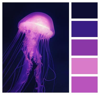 Jellyfish Phone Wallpaper Medusa Image